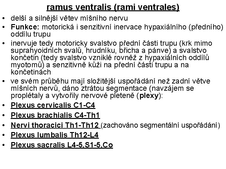 ramus ventralis (rami ventrales) • delší a silnější větev míšního nervu • Funkce: motorická