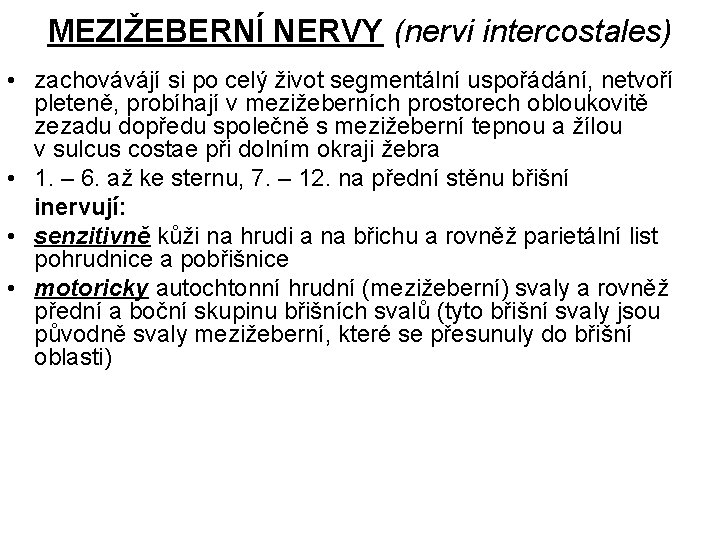 MEZIŽEBERNÍ NERVY (nervi intercostales) • zachovávájí si po celý život segmentální uspořádání, netvoří pleteně,