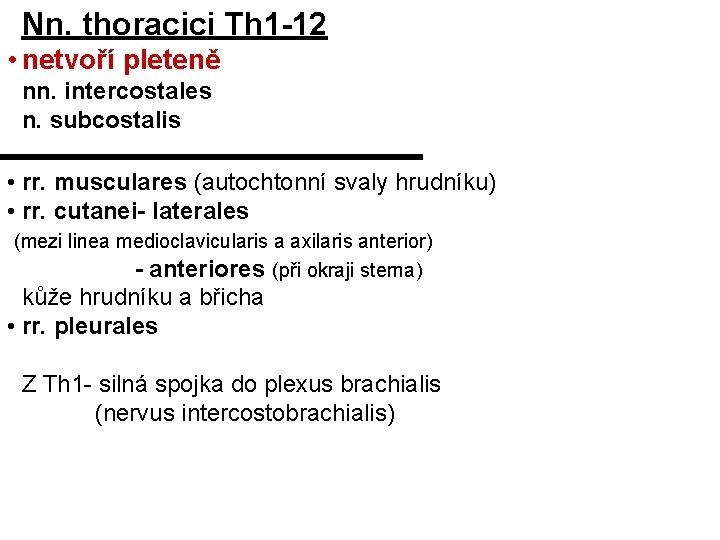 Nn. thoracici Th 1 -12 • netvoří pleteně nn. intercostales n. subcostalis • rr.