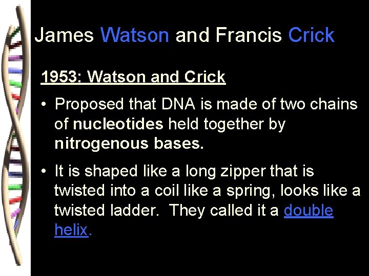 James Watson and Francis Crick 1953: Watson and Crick • Proposed that DNA is