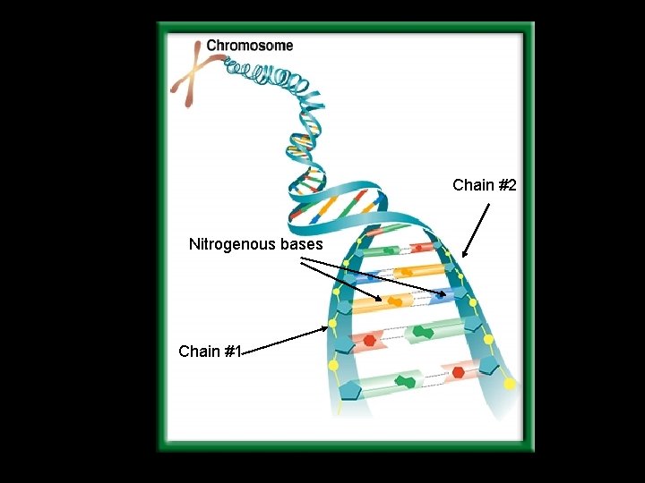 Chain #2 Nitrogenous bases Chain #1 