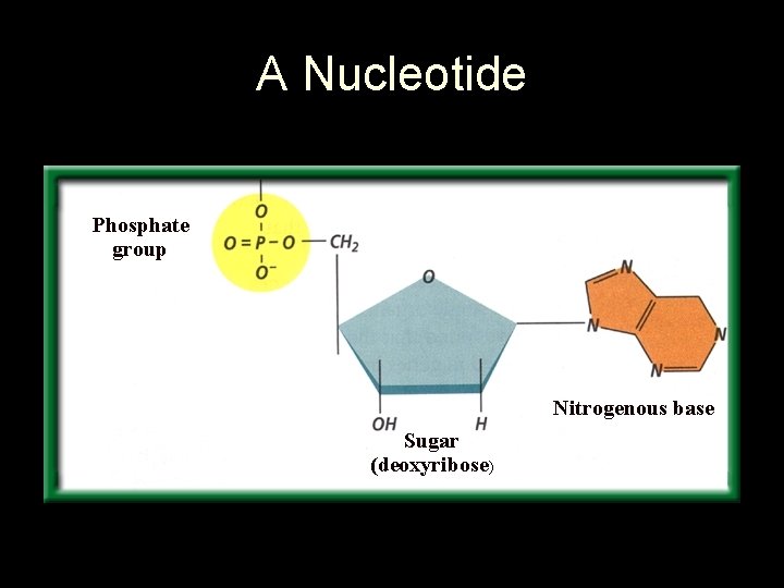 A Nucleotide Phosphate group Nitrogenous base Sugar (deoxyribose) 