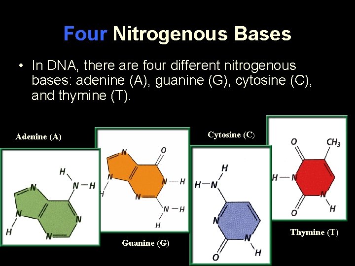 Four Nitrogenous Bases • In DNA, there are four different nitrogenous bases: adenine (A),