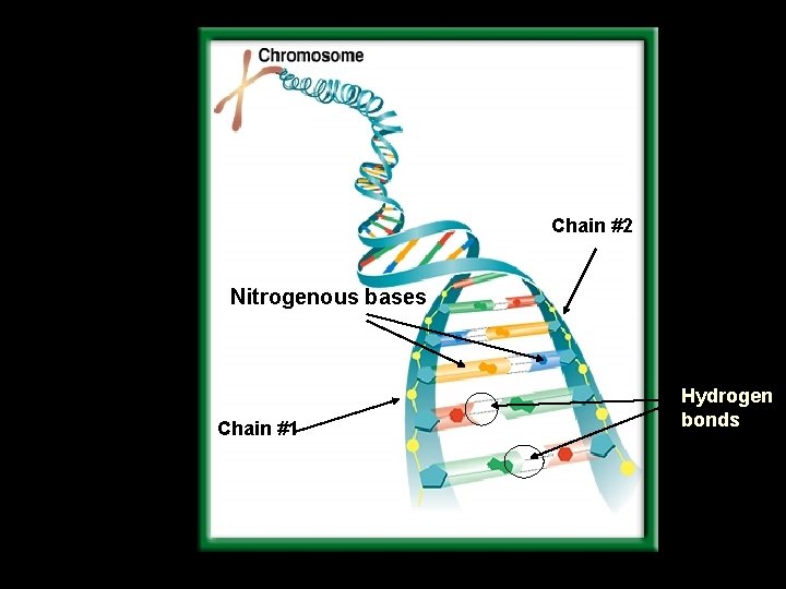 Chain #2 Nitrogenous bases Chain #1 Hydrogen bonds 