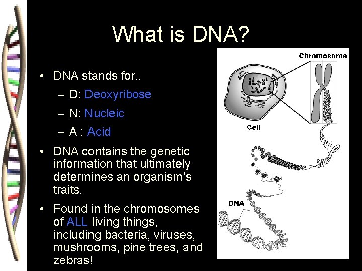 What is DNA? • DNA stands for. . – D: Deoxyribose – N: Nucleic