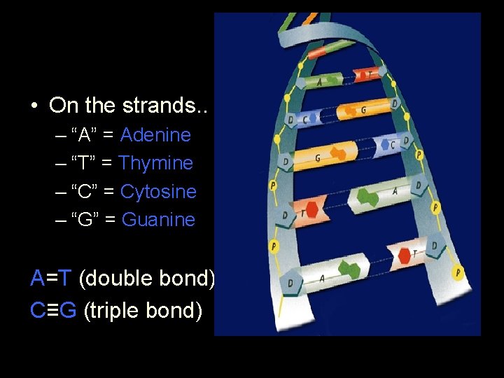  • On the strands. . – “A” = Adenine – “T” = Thymine