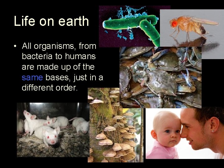 Life on earth • All organisms, from bacteria to humans are made up of