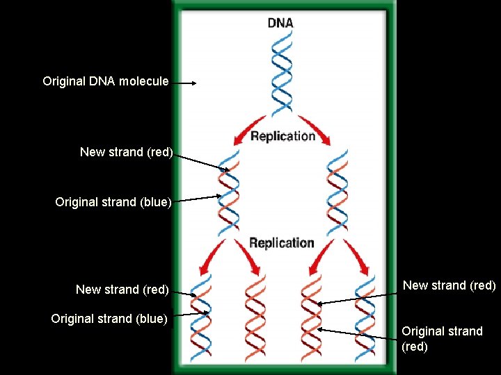 Original DNA molecule New strand (red) Original strand (blue) New strand (red) Original strand