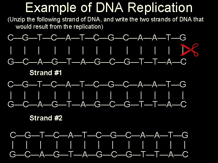 Example of DNA Replication (Unzip the following strand of DNA, and write the two