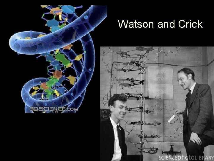 Watson and Crick 