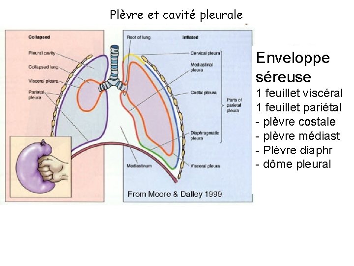 Plèvre et cavité pleurale Enveloppe séreuse 1 feuillet viscéral 1 feuillet pariétal - plèvre