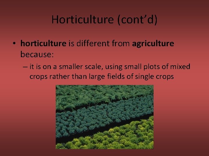 Horticulture (cont’d) • horticulture is different from agriculture because: – it is on a