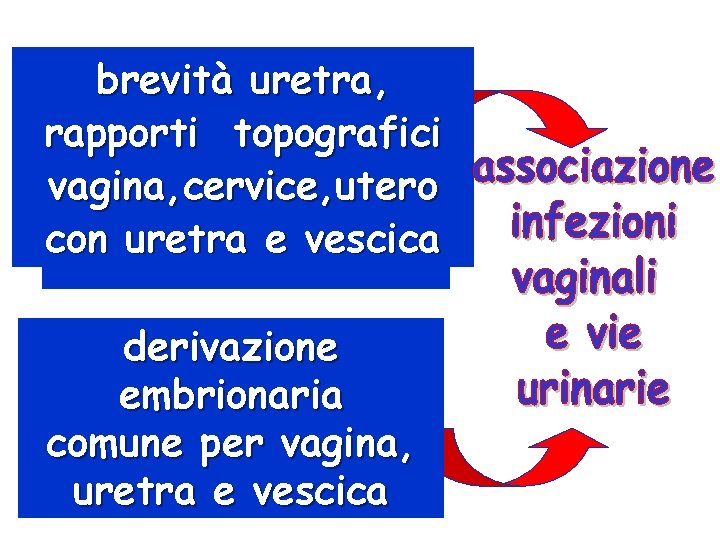brevità uretra, rapporti topografici vagina, cervice, utero con uretra e vescica derivazione embrionaria comune
