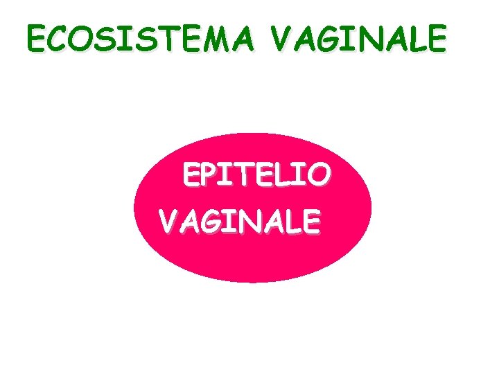 ECOSISTEMA VAGINALE EPITELIO VAGINALE 