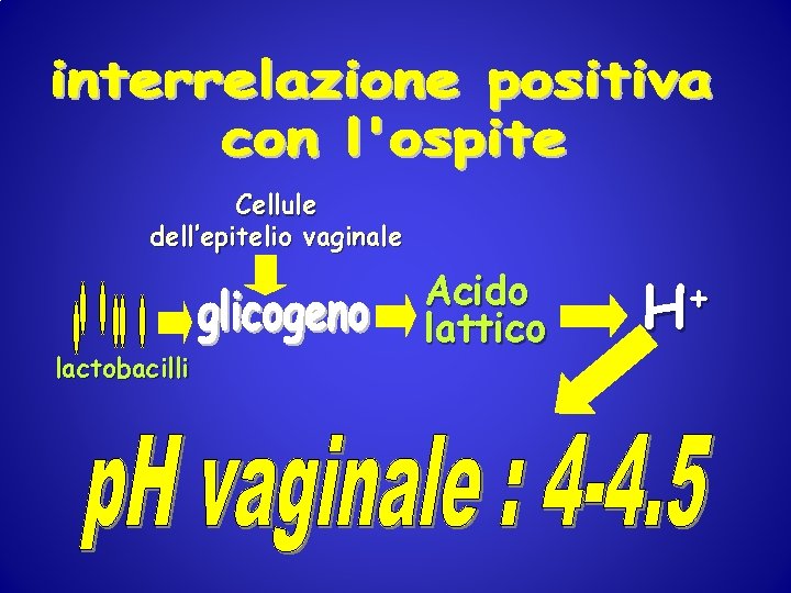 Cellule dell’epitelio vaginale lactobacilli Acido lattico + H 