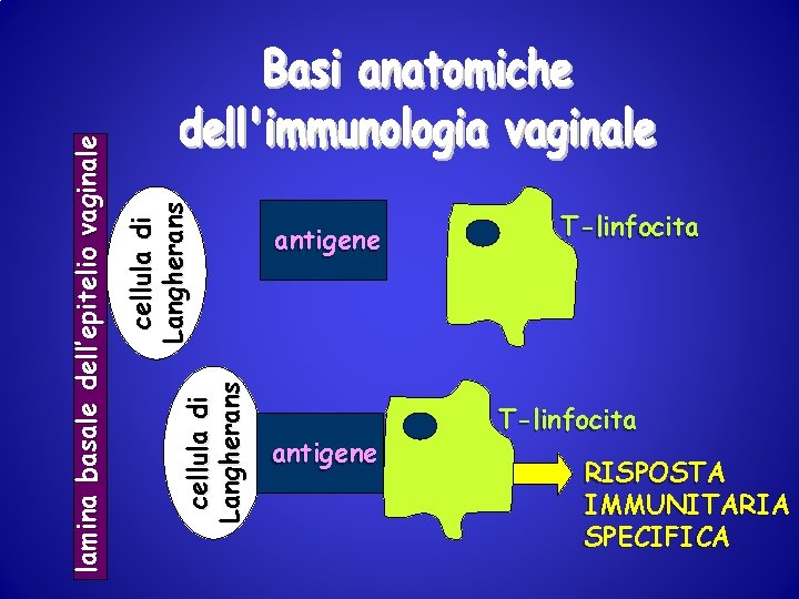 cellula di Langherans lamina basale dell’epitelio vaginale antigene T-linfocita RISPOSTA IMMUNITARIA SPECIFICA 