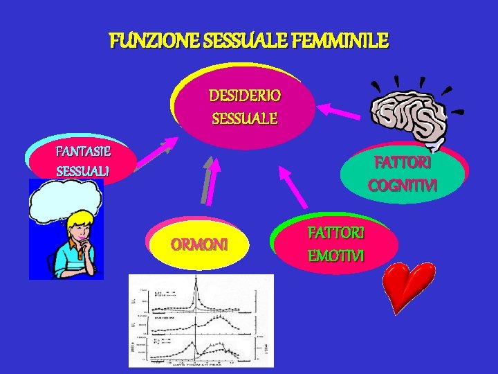 FUNZIONE SESSUALE FEMMINILE DESIDERIO SESSUALE FANTASIE SESSUALI FATTORI COGNITIVI ORMONI FATTORI EMOTIVI 