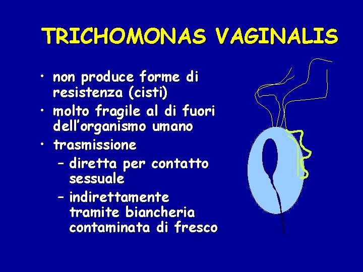 TRICHOMONAS VAGINALIS • non produce forme di resistenza (cisti) • molto fragile al di