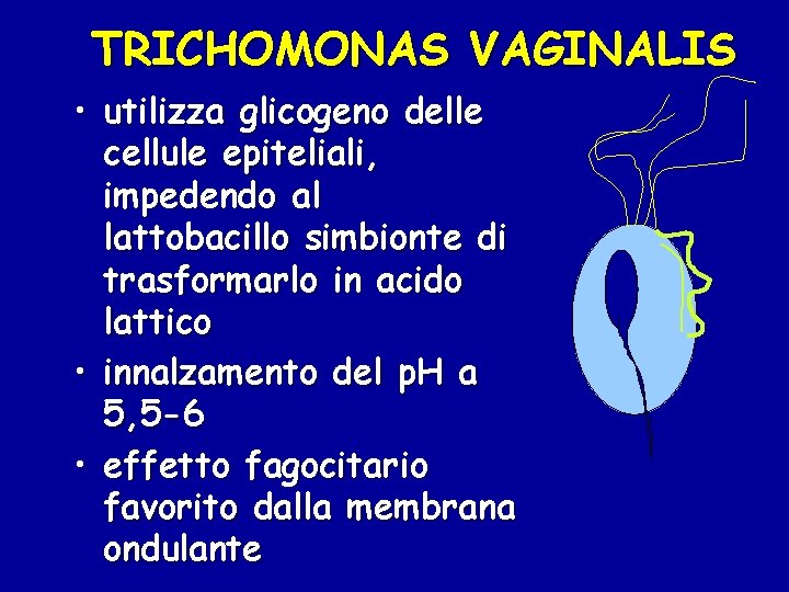 TRICHOMONAS VAGINALIS • utilizza glicogeno delle cellule epiteliali, impedendo al lattobacillo simbionte di trasformarlo