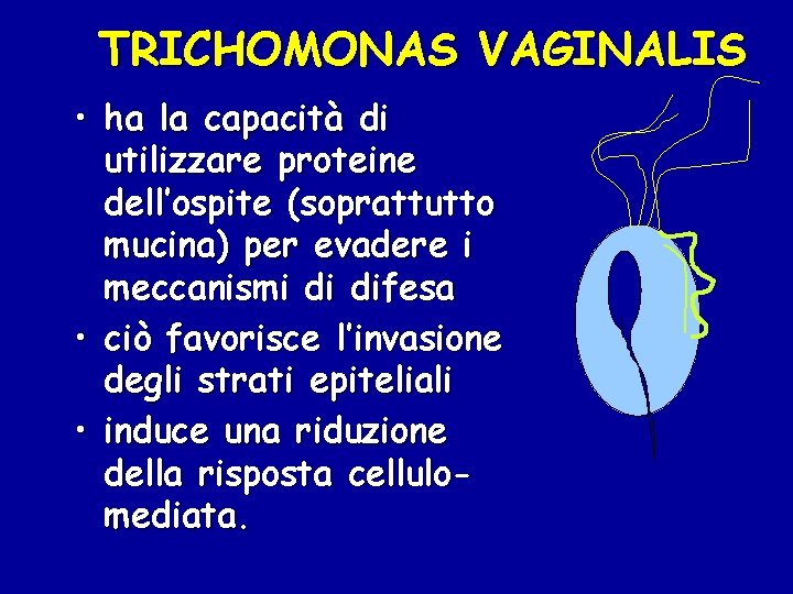 TRICHOMONAS VAGINALIS • ha la capacità di utilizzare proteine dell’ospite (soprattutto mucina) per evadere