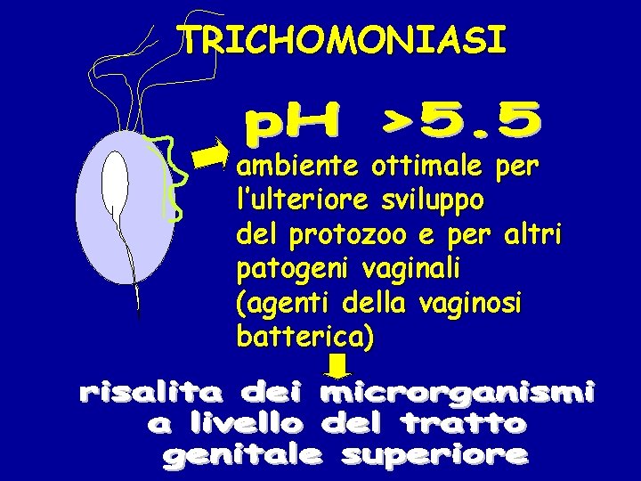 TRICHOMONIASI ambiente ottimale per l’ulteriore sviluppo del protozoo e per altri patogeni vaginali (agenti