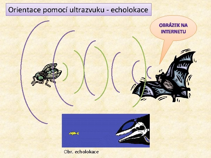 Orientace pomocí ultrazvuku - echolokace Obr. echolokace 