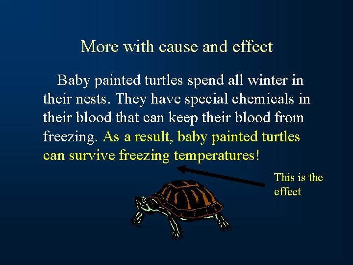 More with cause and effect Baby painted turtles spend all winter in their nests.