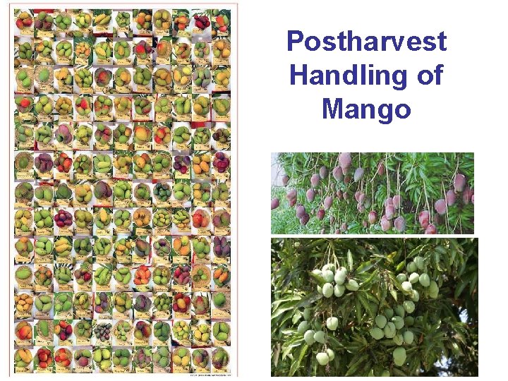 Postharvest Handling of Mango 