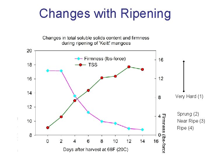 Changes with Ripening Very Hard (1) Sprung (2) Near Ripe (3) Ripe (4) 