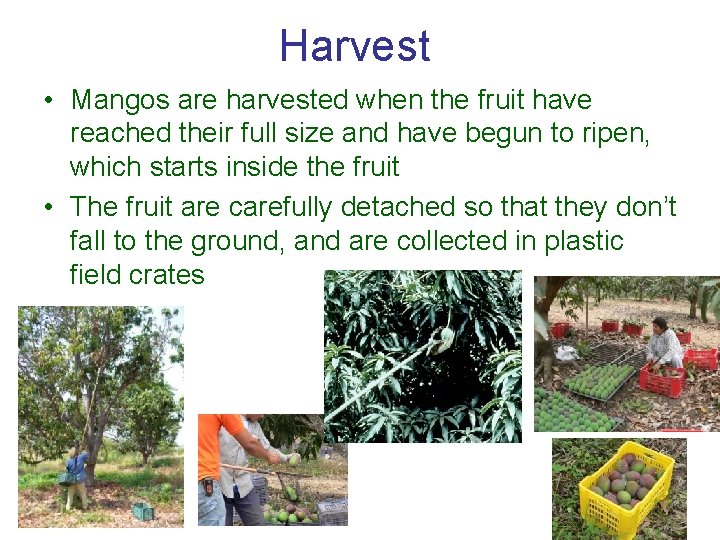 Harvest • Mangos are harvested when the fruit have reached their full size and