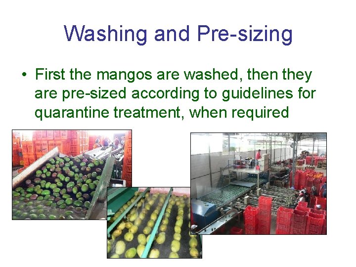 Washing and Pre-sizing • First the mangos are washed, then they are pre-sized according