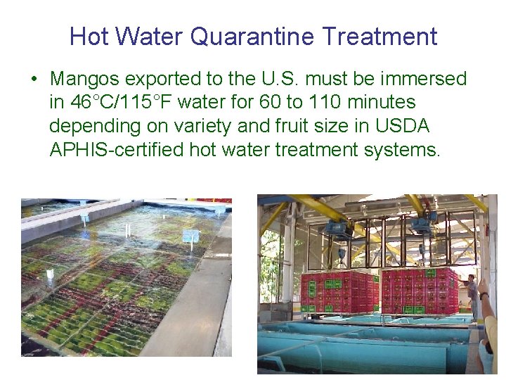 Hot Water Quarantine Treatment • Mangos exported to the U. S. must be immersed