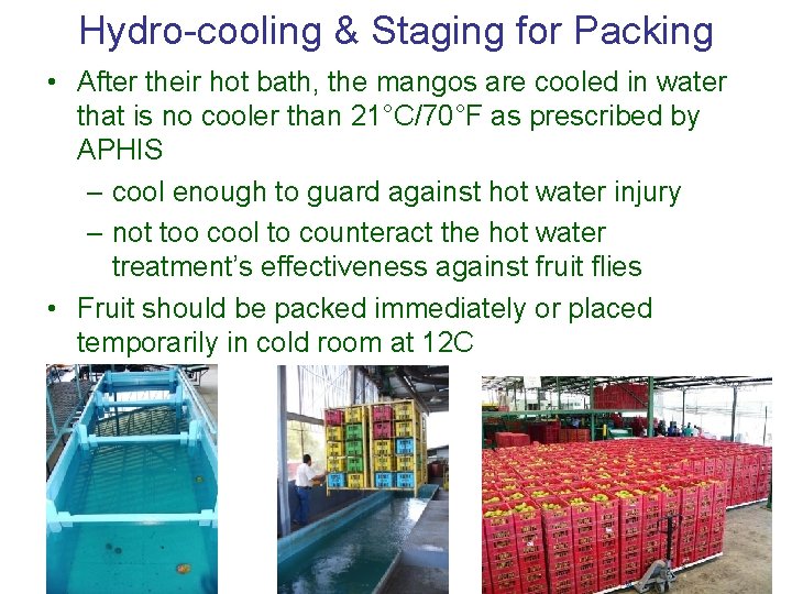 Hydro-cooling & Staging for Packing • After their hot bath, the mangos are cooled