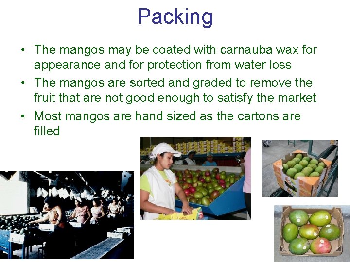 Packing • The mangos may be coated with carnauba wax for appearance and for