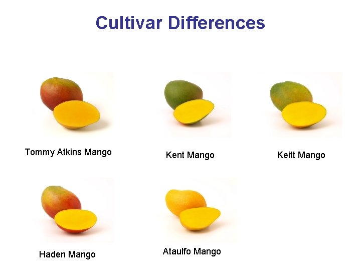 Cultivar Differences Tommy Atkins Mango Kent Mango Haden Mango Ataulfo Mango Keitt Mango 
