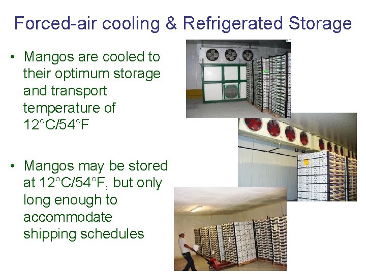 Forced-air cooling & Refrigerated Storage • Mangos are cooled to their optimum storage and