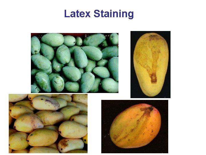 Latex Staining 