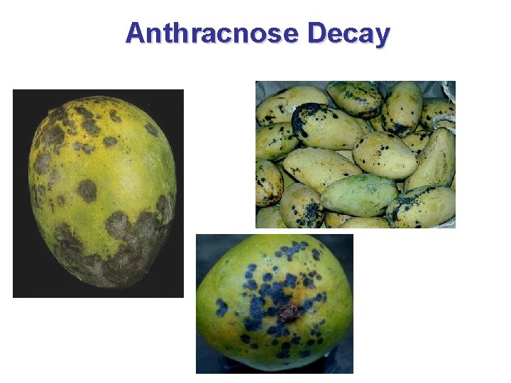 Anthracnose Decay 