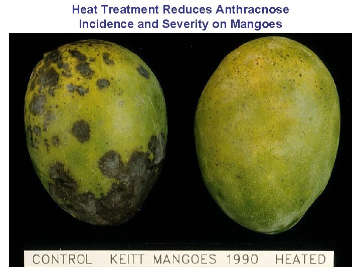 Heat Treatment Reduces Anthracnose Incidence and Severity on Mangoes 