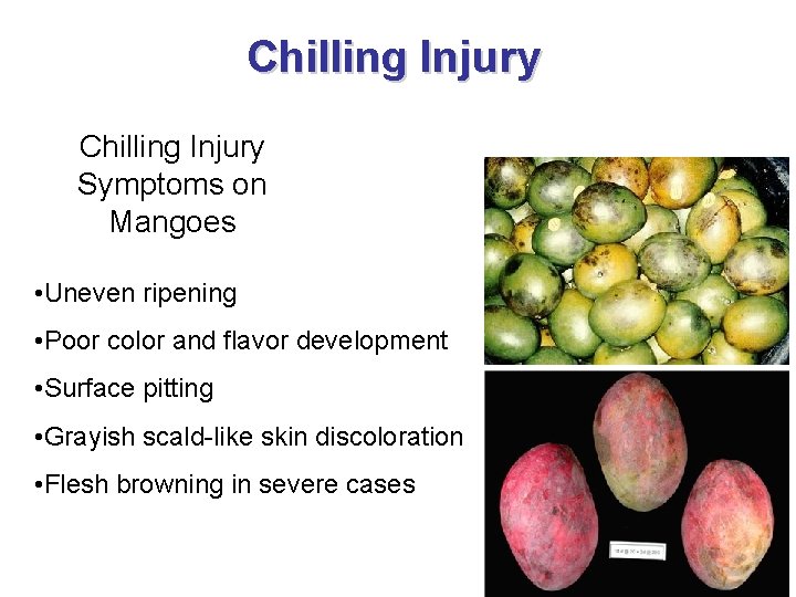 Chilling Injury Symptoms on Mangoes • Uneven ripening • Poor color and flavor development