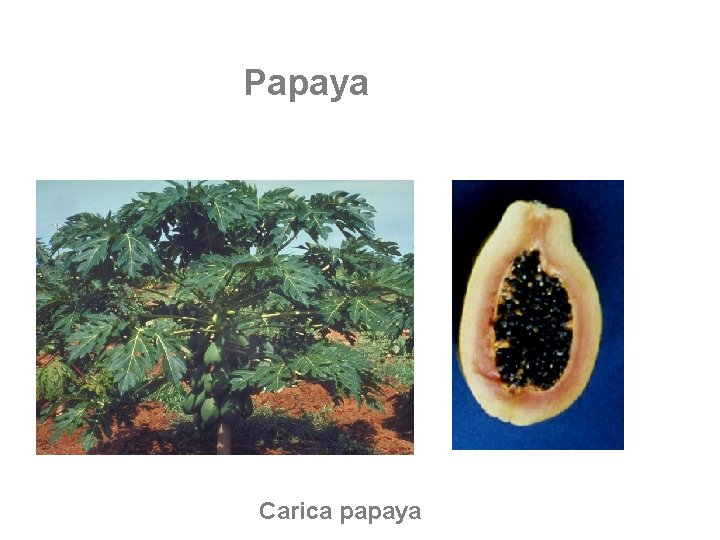 Papaya Carica papaya 