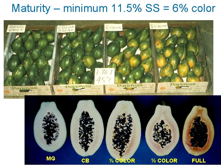 Maturity – minimum 11. 5% SS = 6% color MG CB ¼ COLOR ½