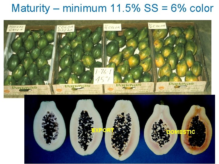 Maturity – minimum 11. 5% SS = 6% color EXPORT DOMESTIC 