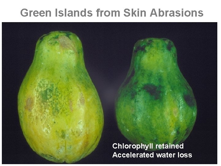 Green Islands from Skin Abrasions Chlorophyll retained Accelerated water loss 