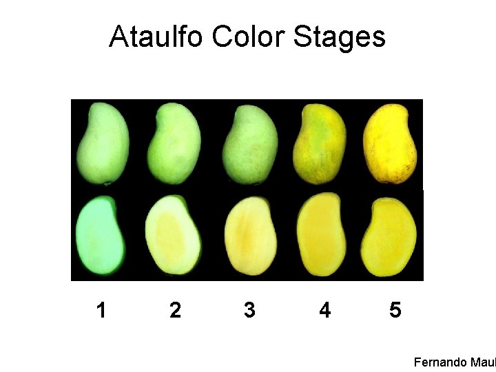 Ataulfo Color Stages 1 2 3 4 5 Fernando Maul 