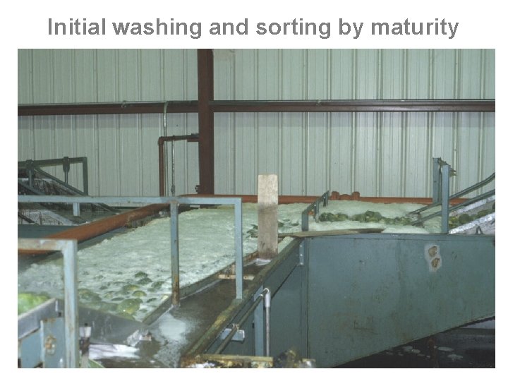 Initial washing and sorting by maturity 
