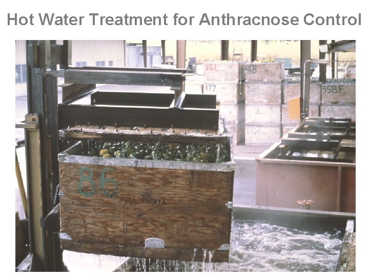 Hot Water Treatment for Anthracnose Control 