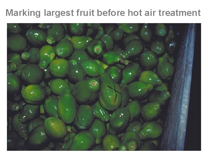 Marking largest fruit before hot air treatment 