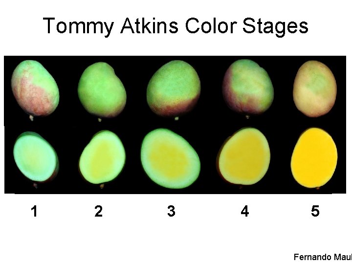 Tommy Atkins Color Stages 1 2 3 4 5 Fernando Maul 