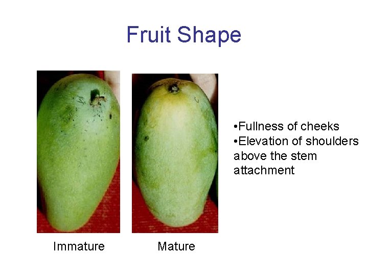 Fruit Shape • Fullness of cheeks • Elevation of shoulders above the stem attachment